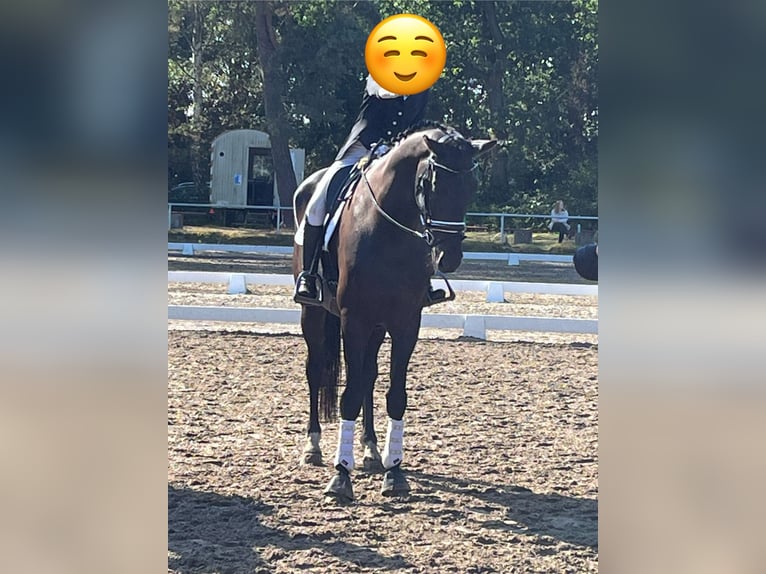 Hannoveriano Caballo castrado 9 años 178 cm Morcillo in Osterholz-Scharmbeck
