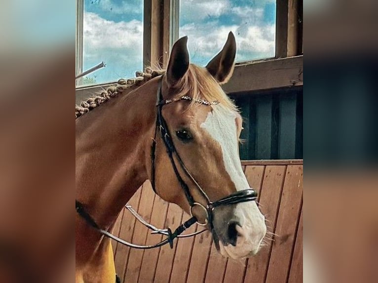 Hannoveriano Caballo castrado 9 años 180 cm Alazán in Bleckede