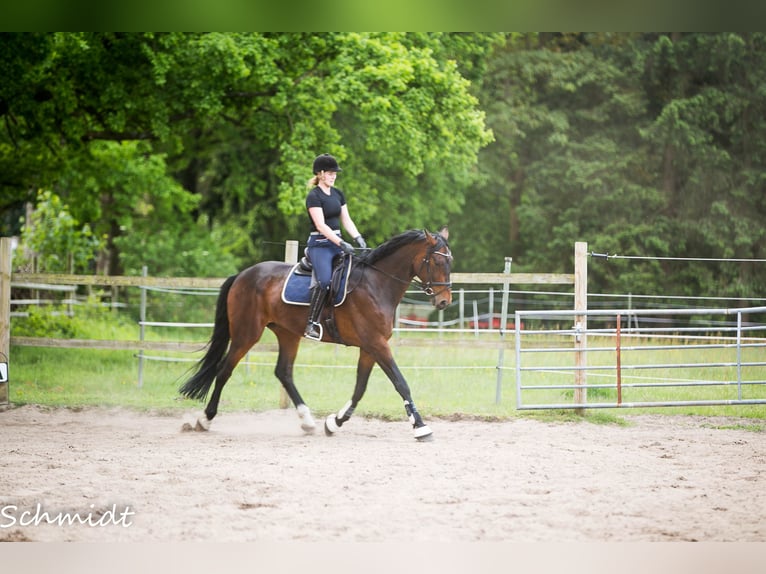 Hannoveriano Caballo castrado 9 años 180 cm Castaño in Pinneberg