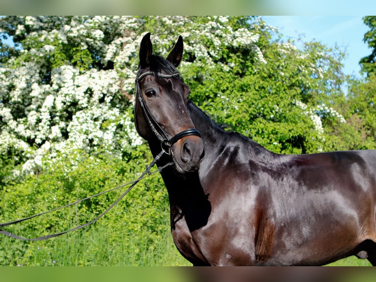 Hannoveriano Caballo castrado 9 años 180 cm Castaño oscuro in K&#xF6;nigslutter am Elm