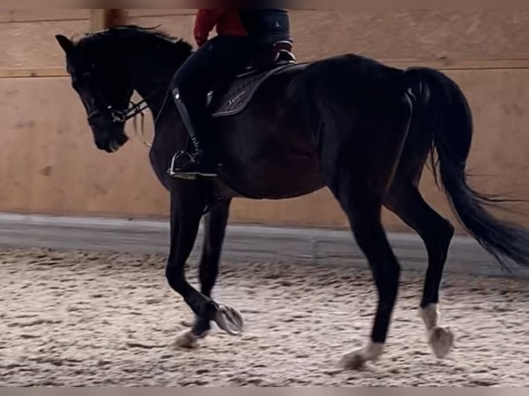 Hannoveriano Caballo castrado 9 años 184 cm Castaño oscuro in Bingen