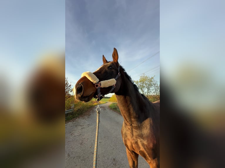 Hannoveriano Caballo castrado 9 años 185 cm Castaño oscuro in Bad Münder am Deister