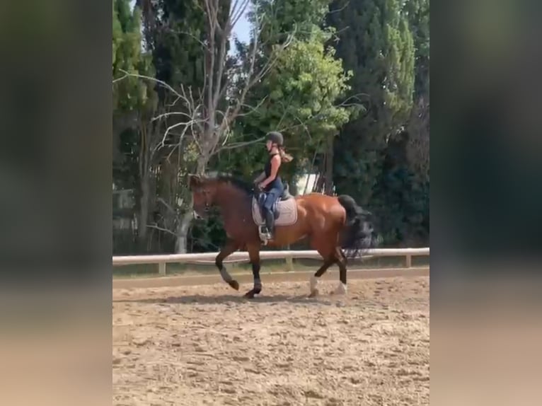Hannoveriano Caballo castrado 9 años  in Warszawa