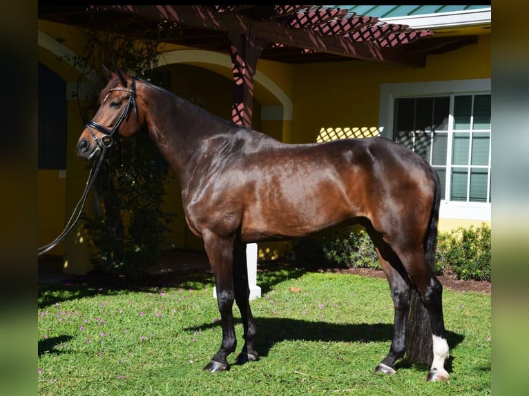 Hannoveriano Caballo castrado 9 años Castaño rojizo in Wellington