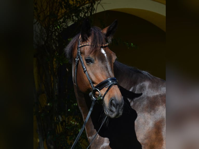 Hannoveriano Caballo castrado 9 años Castaño rojizo in Wellington