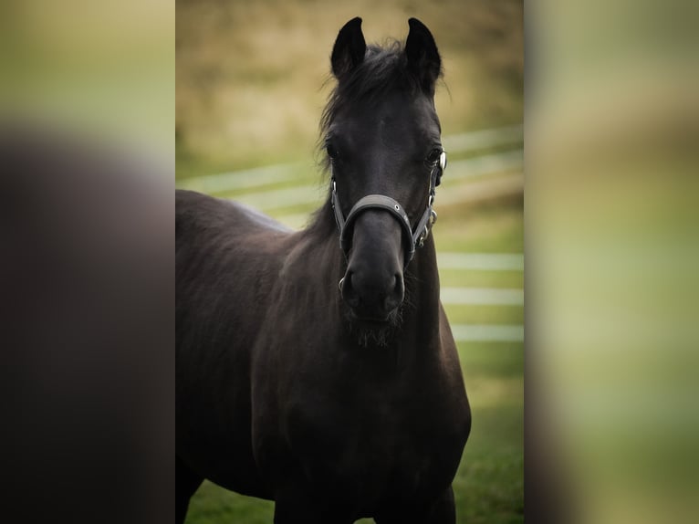 Hannoveriano Caballo castrado Potro (02/2025) 168 cm Negro in Nettersheim