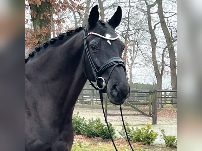 Hannoveriano Semental 12 años 175 cm Negro in Verden