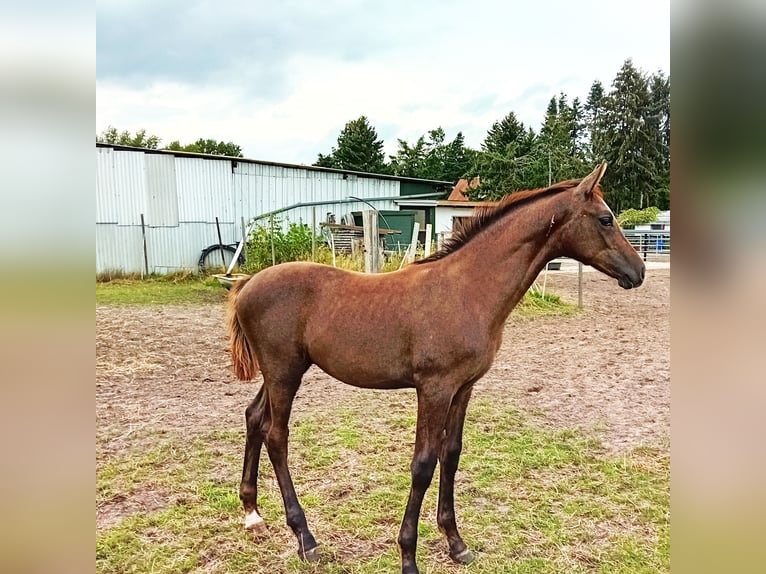 Hannoveriano Semental 1 año 130 cm Musgo in Celle