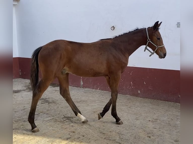 Hannoveriano Semental 1 año 135 cm Castaño in Villanueva del Ariscal