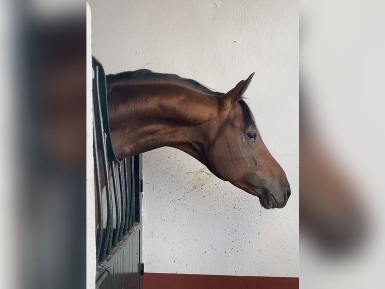 Hannoveriano Semental 1 año 135 cm Castaño in Villanueva del Ariscal