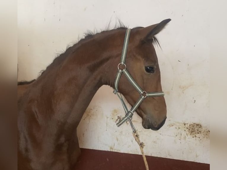 Hannoveriano Semental 1 año 135 cm Castaño in Villanueva del Ariscal