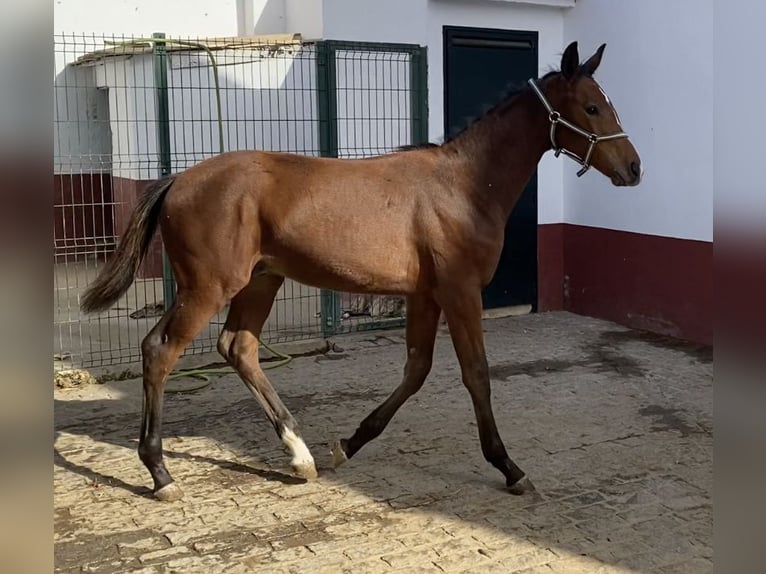Hannoveriano Semental 1 año 135 cm Castaño in Villanueva del Ariscal