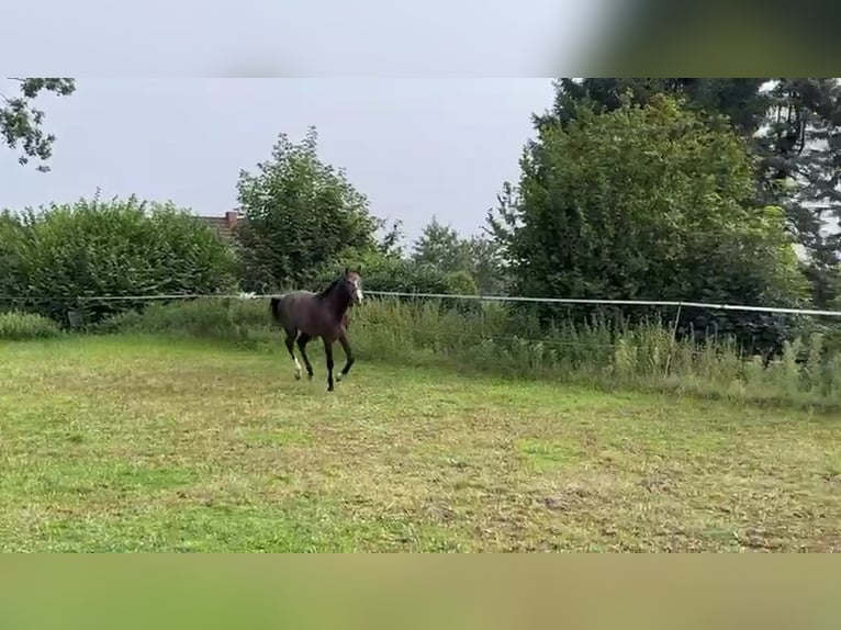 Hannoveriano Semental 1 año 140 cm Musgo in Syke OT-Gödestorf