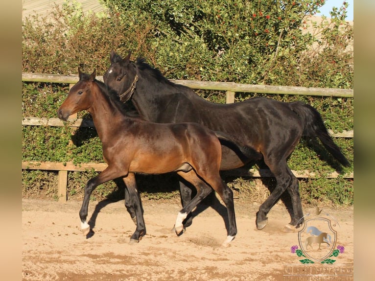 Hannoveriano Semental 1 año 164 cm Castaño in Aberdeenshire