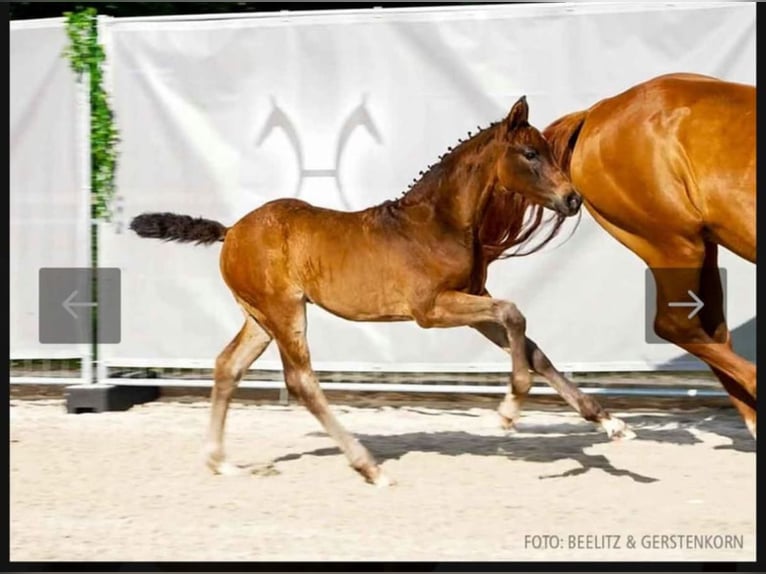Hannoveriano Semental 1 año 164 cm Castaño oscuro in Leezdorf