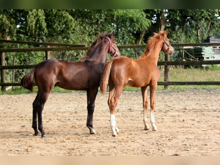 Hannoveriano Semental 1 año 167 cm Castaño in Kutenholz