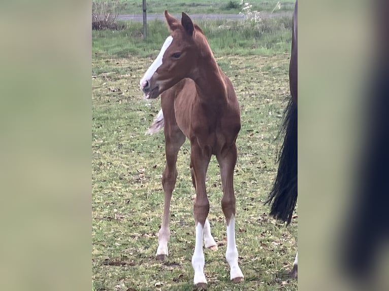 Hannoveriano Semental 1 año 168 cm Alazán-tostado in Dohren