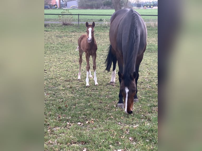 Hannoveriano Semental 1 año 168 cm Alazán-tostado in Dohren