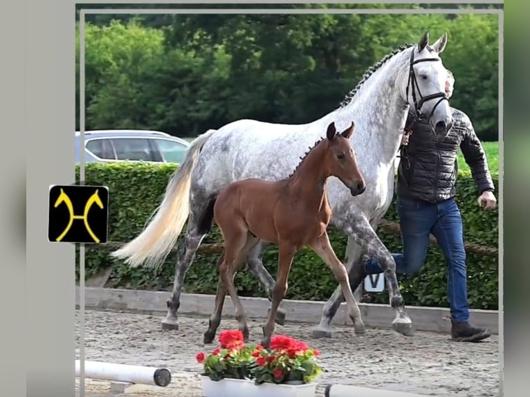 Hannoveriano Semental 1 año 168 cm Castaño in Bad Bentheim