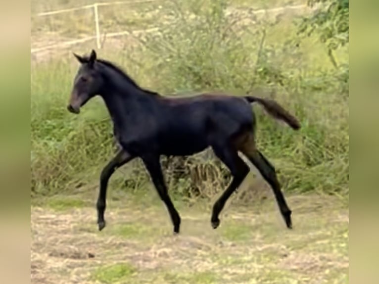 Hannoveriano Semental 1 año 168 cm Morcillo in Dransfeld