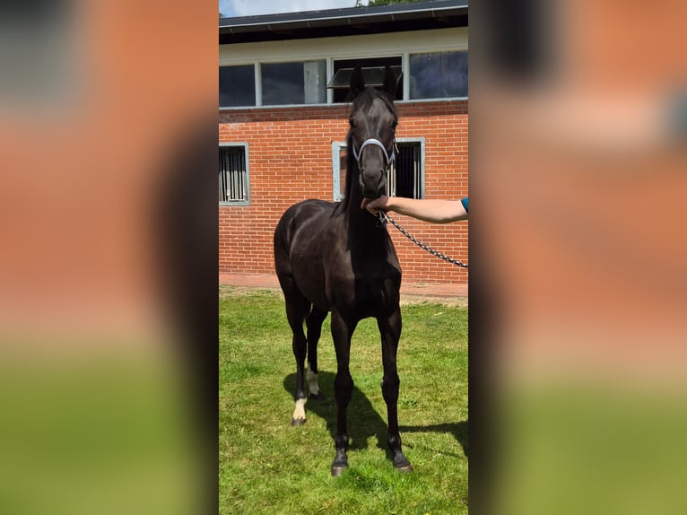 Hannoveriano Semental 1 año 168 cm Negro in Drentwede