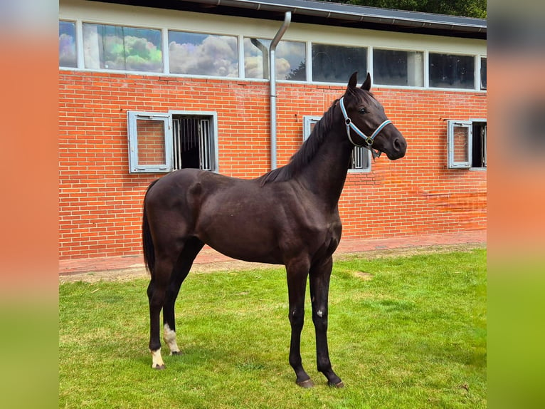 Hannoveriano Semental 1 año 168 cm Negro in Drentwede