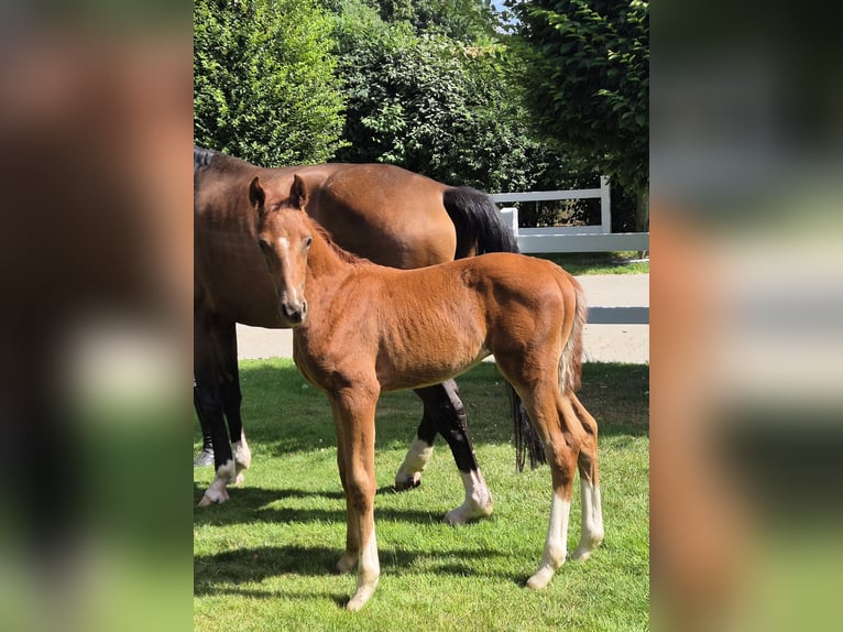 Hannoveriano Semental 1 año 169 cm Alazán-tostado in Sögel