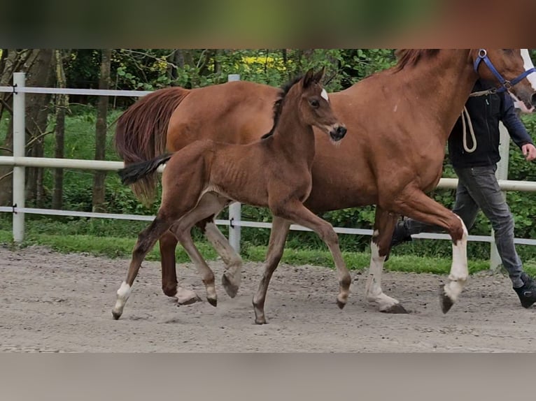 Hannoveriano Semental 1 año 169 cm Castaño in Bülkau