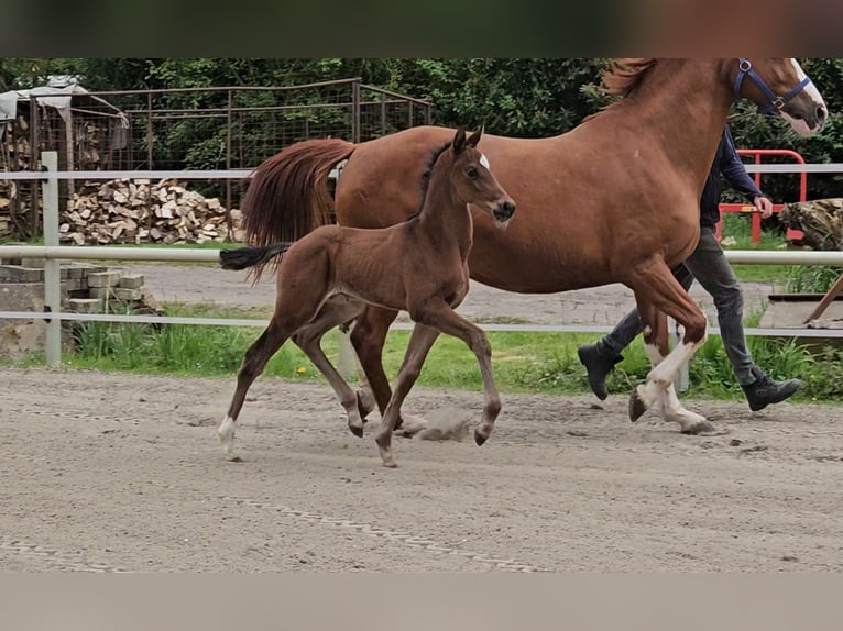 Hannoveriano Semental 1 año 169 cm Castaño in Bülkau