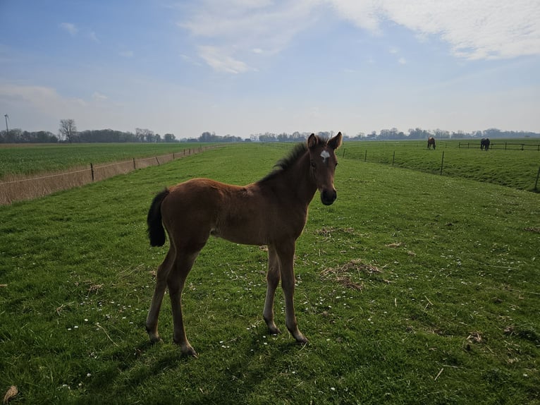 Hannoveriano Semental 1 año 169 cm Castaño in Osterbruch