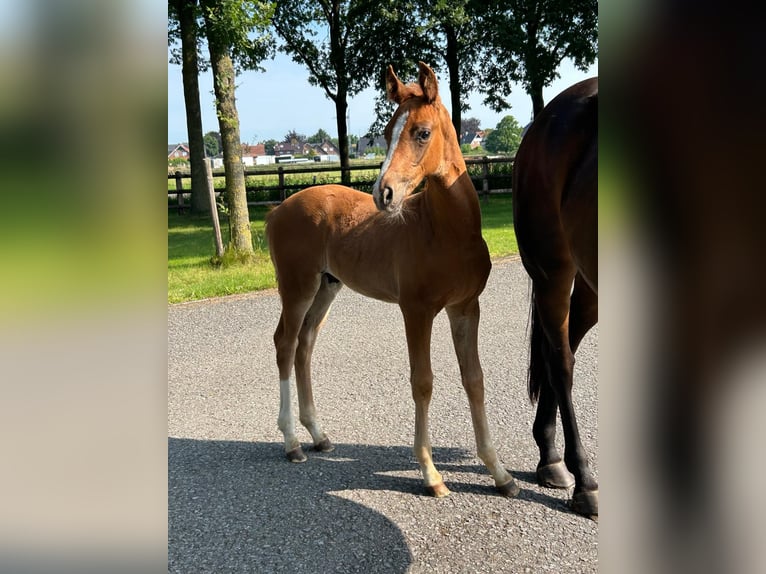 Hannoveriano Semental 1 año 170 cm Alazán in Moers