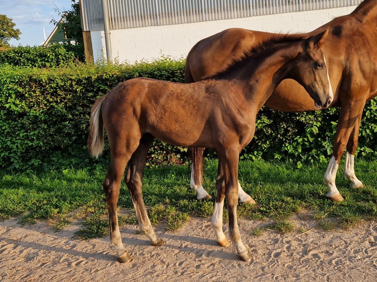 Hannoveriano Semental 1 año 170 cm Alazán-tostado in Stemshorn