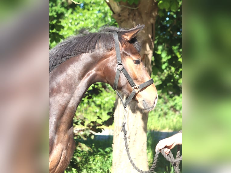 Hannoveriano Semental 1 año 170 cm Castaño in Selsingen