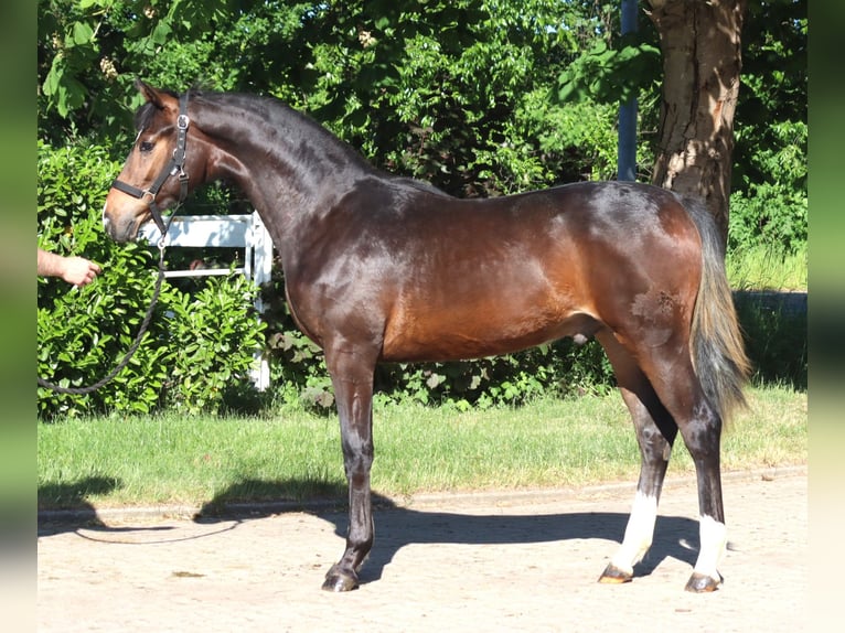 Hannoveriano Semental 1 año 170 cm Castaño in Selsingen