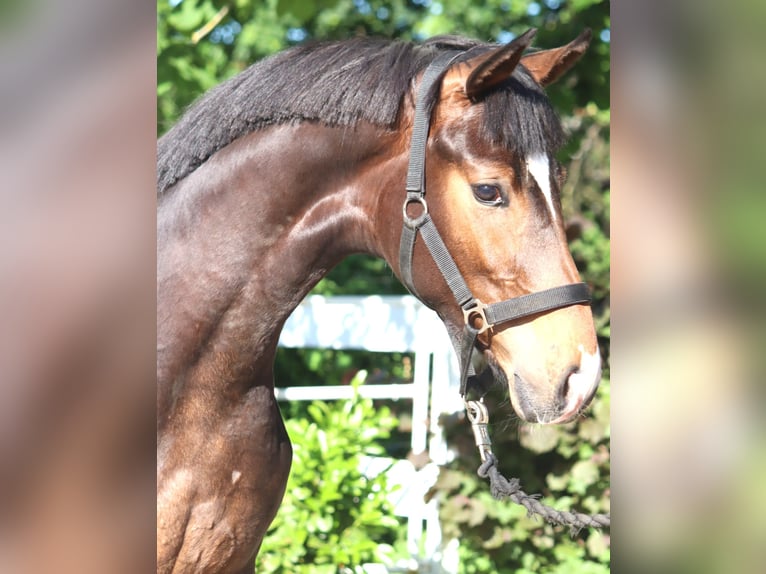 Hannoveriano Semental 1 año 170 cm Castaño in Selsingen