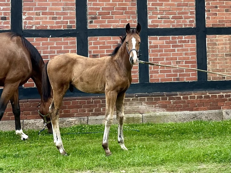 Hannoveriano Semental 1 año 170 cm Castaño in Visselhövede