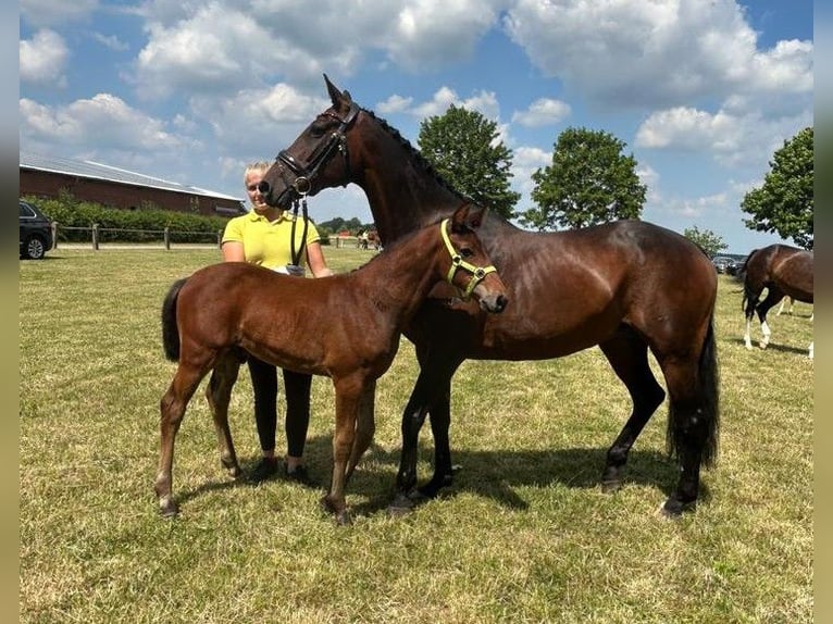 Hannoveriano Semental 1 año 170 cm Castaño in Nienstädt Liekwegen