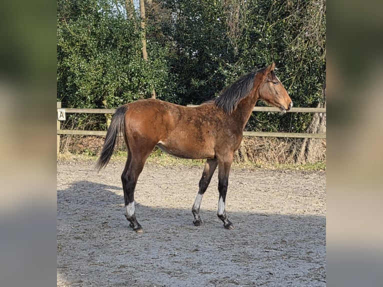 Hannoveriano Semental 1 año 170 cm Castaño in Osterholz-Scharmbeck