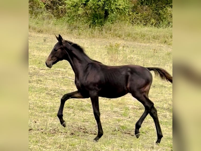 Hannoveriano Semental 1 año 170 cm Morcillo in Dransfeld