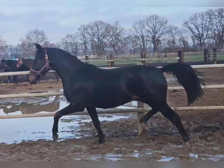 Hannoveriano Semental 1 año 170 cm Morcillo in Winsen (Luhe)