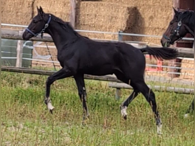 Hannoveriano Semental 1 año 170 cm Negro in Rosengarten