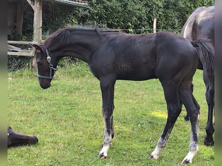 Hannoveriano Semental 1 año 170 cm Negro in Rosengarten