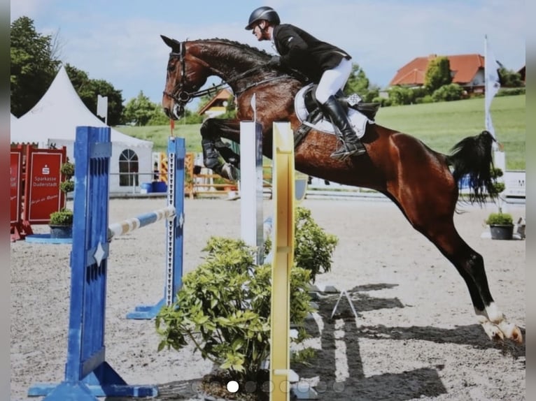Hannoveriano Semental 1 año 171 cm Castaño oscuro in Dransfeld
