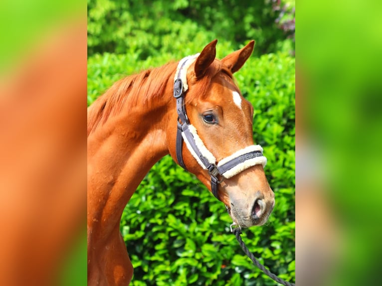 Hannoveriano Semental 1 año 172 cm Alazán in Selsingen