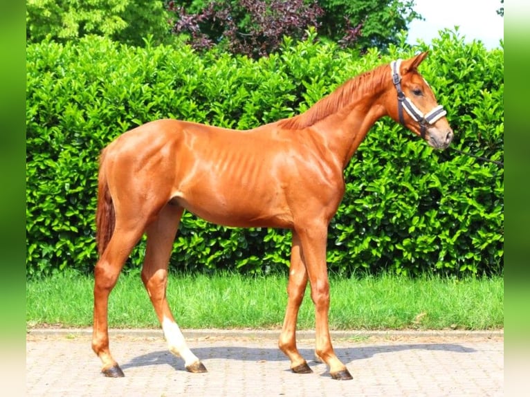 Hannoveriano Semental 1 año 172 cm Alazán in Selsingen