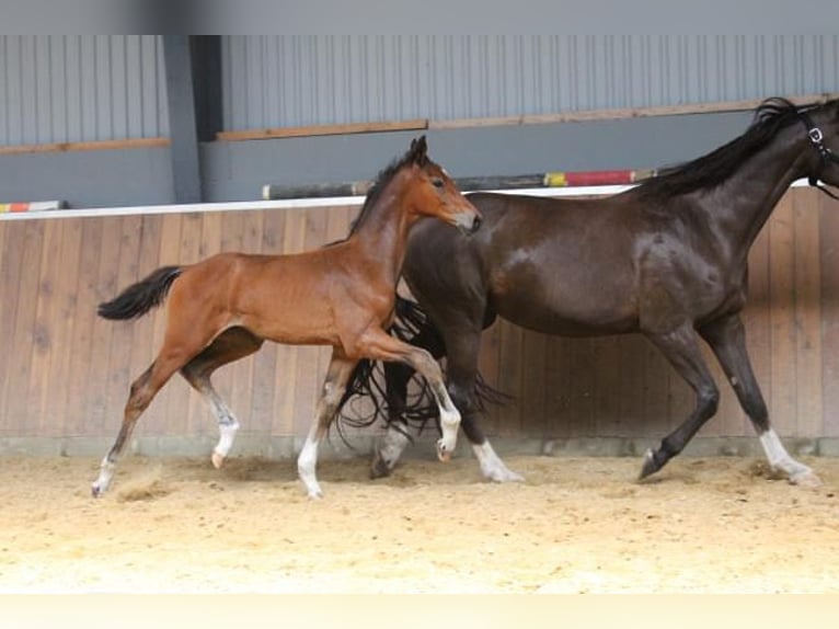 Hannoveriano Semental 1 año 172 cm Castaño in Hamersen