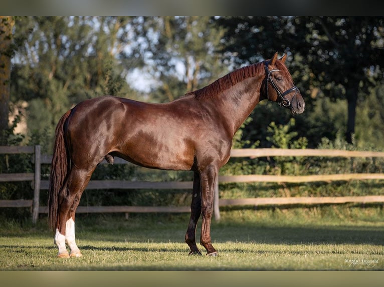 Hannoveriano Semental 1 año 172 cm Castaño claro in Hessisch Lichtenau