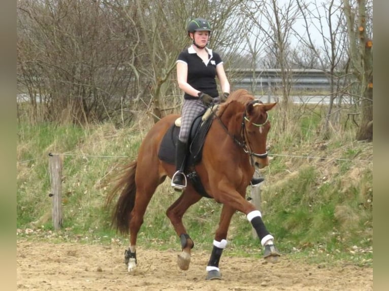 Hannoveriano Semental 1 año 172 cm Musgo in Uplengen