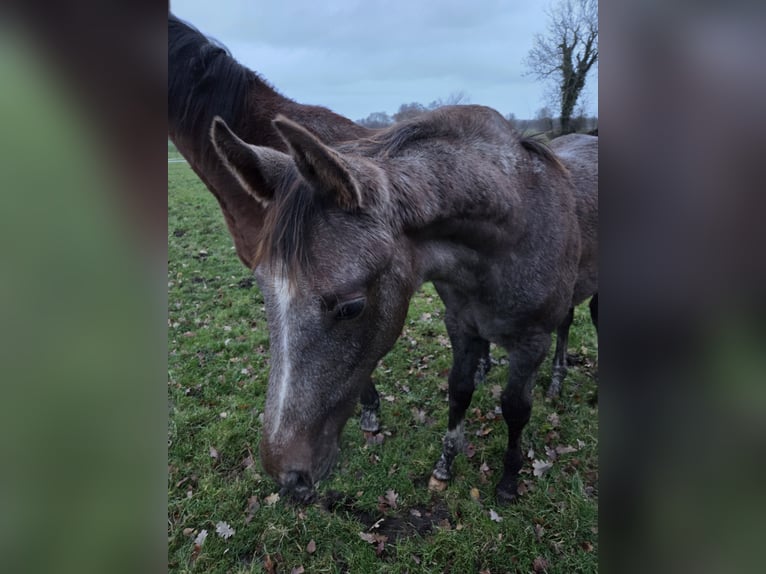 Hannoveriano Semental 1 año 172 cm Musgo in Uplengen