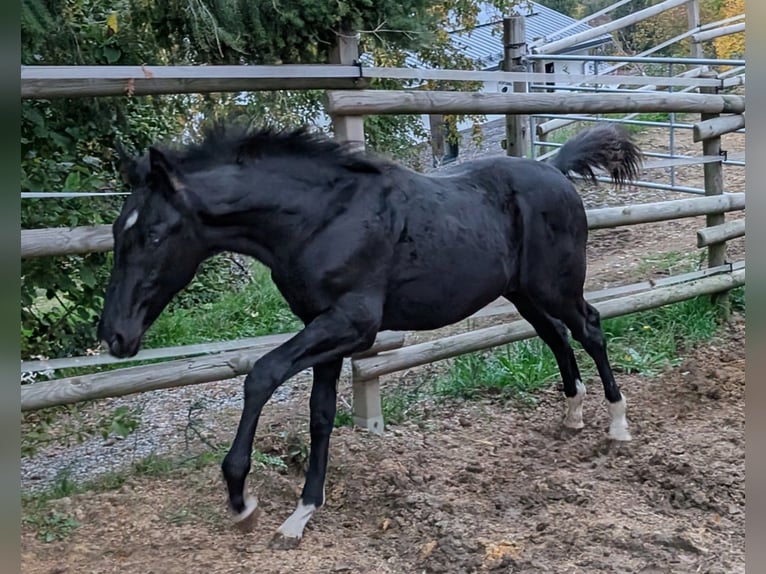 Hannoveriano Semental 1 año 172 cm Negro in Herren-Sulzbach
